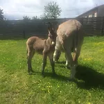 Campsite De La Ferme Aux Anesses, Mobil Sofia2 *